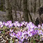 Apartment Apartma Javorscek Bovec