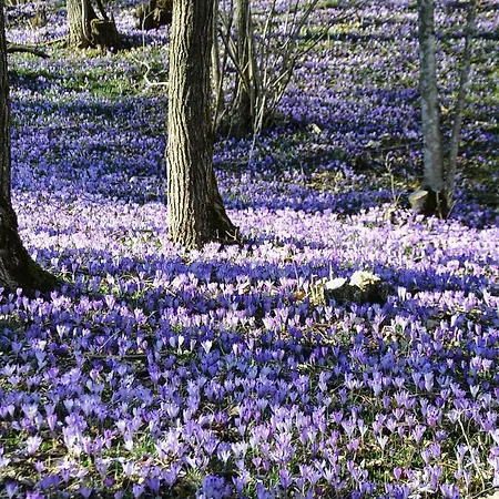 Apartma Javorscek Daire