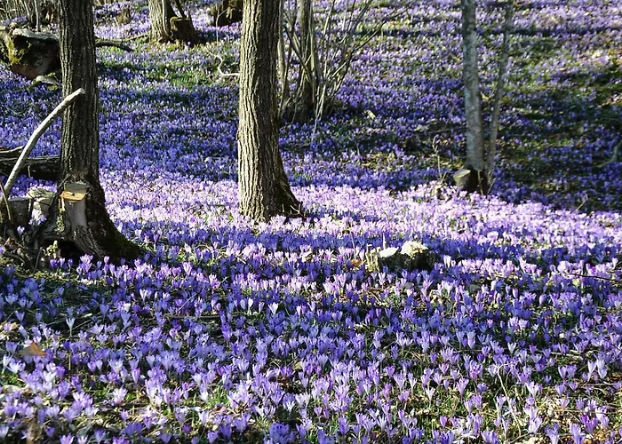 Apartma Javorscek Lejlighed